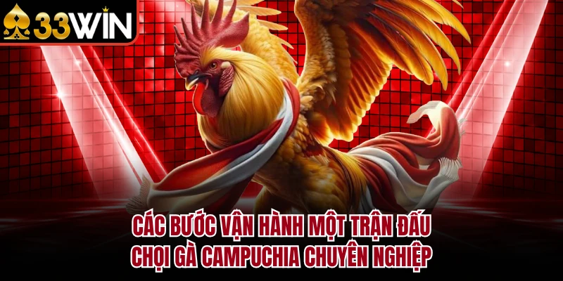Các bước vận hành một trận đấu chọi gà Campuchia chuyên nghiệp