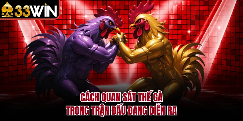 Cách quan sát thế gà trong trận đấu đang diễn ra