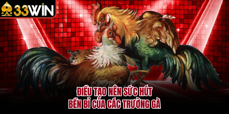 Điều tạo nên sức hút bền bỉ của các trường gà
