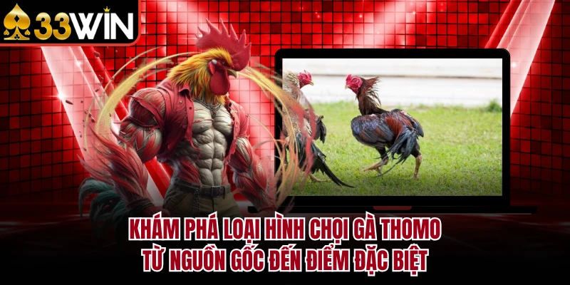 Khám phá loại hình chọi gà Thomo từ nguồn gốc đến điểm đặc biệt