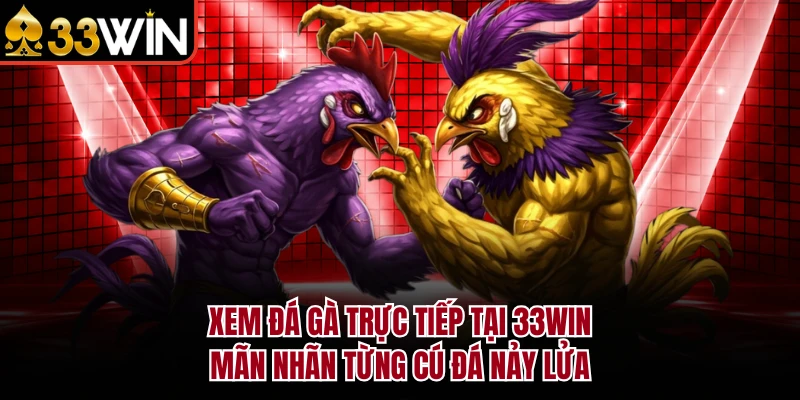 Xem Đá Gà Trực Tiếp Tại 33WIN - Mãn Nhãn Từng Cú Đá Nảy Lửa